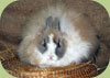 Angora Volpino