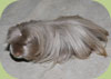 Cavia o Porcellino d'India peruviana Coronet
