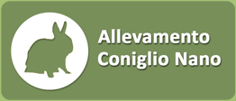 Allevamento Coniglio Nano