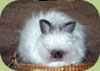 Angora Persiana