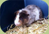 Cavia o Porcellino d'India teddy