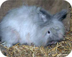 Angora