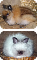 Cavia o Porcellino d'India