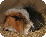 Cavia o Porcellino d'India